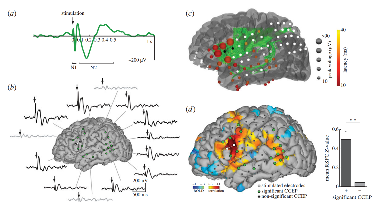 Network Effects in Neurostimulation (2)